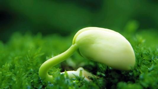 微生物除臭剂：一场微观世界对恶臭的降维打击