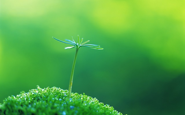 微生物除臭剂：自然之力对抗异味污染