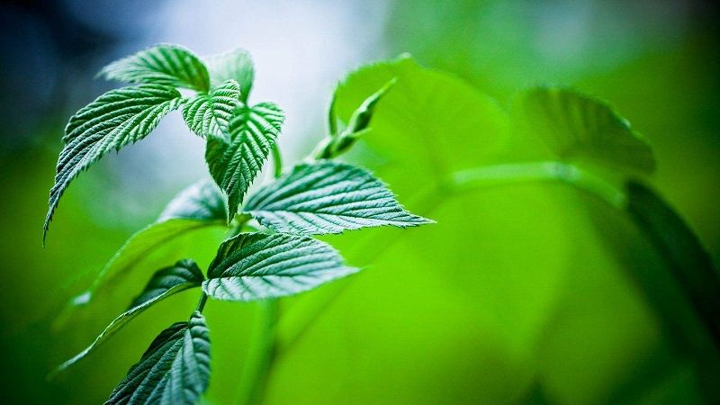 微生物除臭剂具有安全、高效、持久的特点
