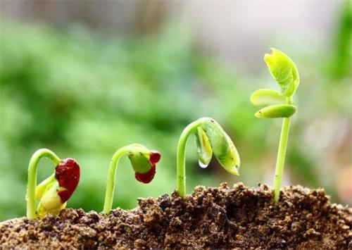 微生物化粪剂的效果怎么样？到底有没有用？