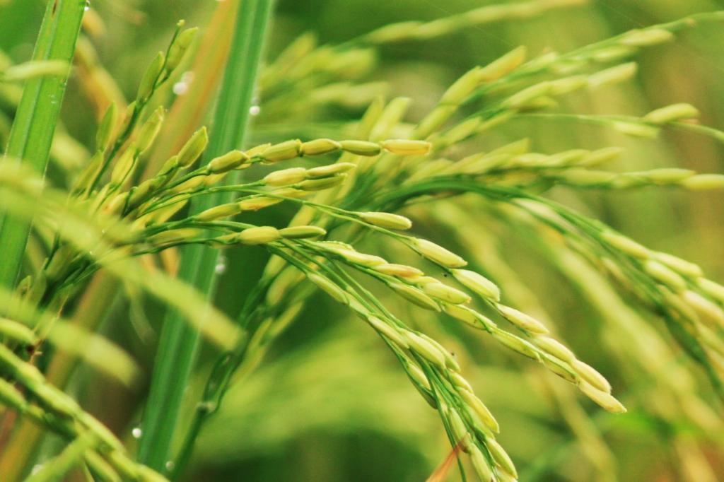 微生物除臭剂的优势与挑战